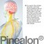 PINEALON® – Jasná mysl a duševní rovnováha